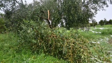 Ηράκλειο:-Σοβαρές-ζημιές-σε-αμπελώνες-από-ισχυρές-χαλαζοπτώσεις-–-Καταστράφηκαν-μέσα-σε-μία-ώρα-οι-καλλιέργειες