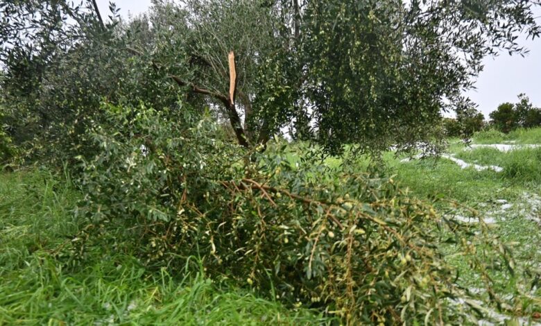Ηράκλειο:-Σοβαρές-ζημιές-σε-αμπελώνες-από-ισχυρές-χαλαζοπτώσεις-–-Καταστράφηκαν-μέσα-σε-μία-ώρα-οι-καλλιέργειες