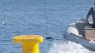 Φθιώτιδα:-Περαστικοί-έσωσαν-σκυλί-που-είχε-παρασυρθεί-μέσα-στη-θάλασσα-με-το-σκάφος-τους