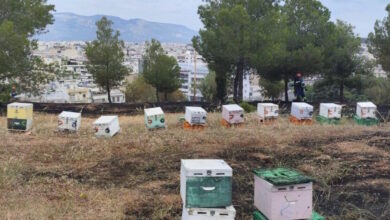 Φωτιά-στο-άλσος-Βεΐκου:-Αθώος-ο-μελισσοκόμος-–-«eίχα-καθαρίσει-το-χώρο-μου»-είπε-στο-δικαστήριο