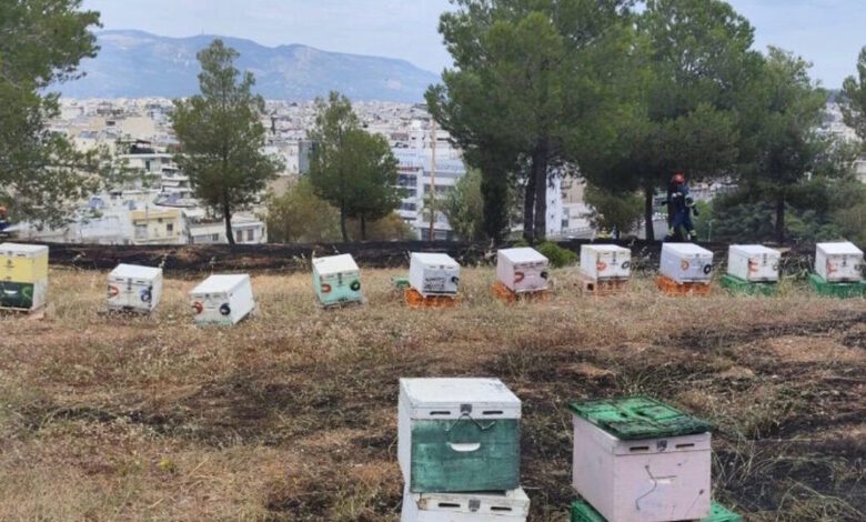 Φωτιά-στο-άλσος-Βεΐκου:-Αθώος-ο-μελισσοκόμος-–-«eίχα-καθαρίσει-το-χώρο-μου»-είπε-στο-δικαστήριο