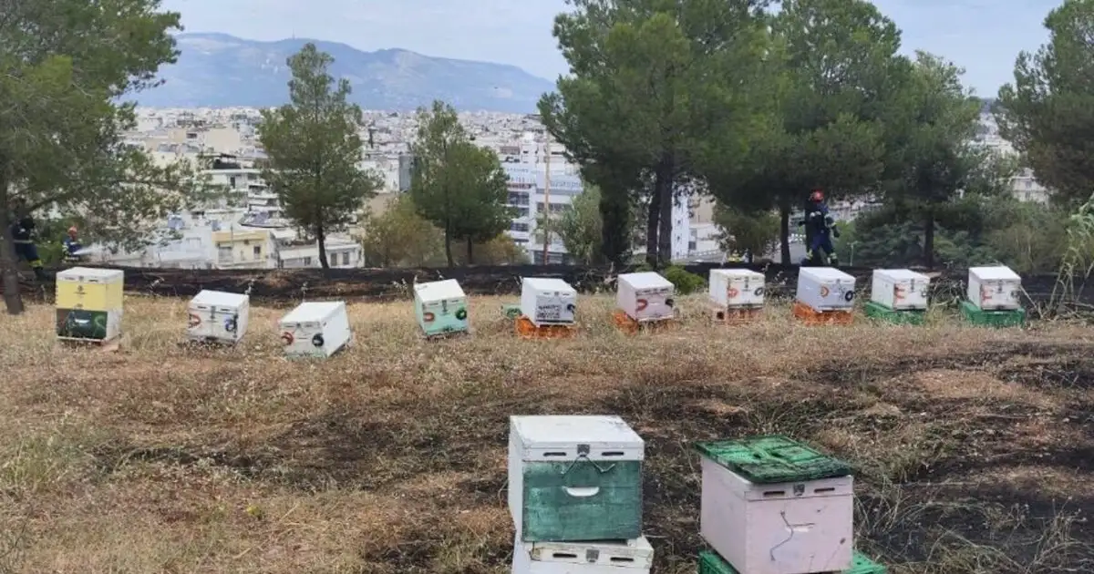 Φωτιά-στο-άλσος-Βεΐκου:-Αθώος-ο-μελισσοκόμος-–-«eίχα-καθαρίσει-το-χώρο-μου»-είπε-στο-δικαστήριο