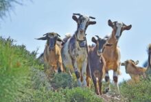 Ημερίδες-της-Εθνικής-Διεπαγγελματικής-Οργάνωσης-Φέτας-(ΕΔΟΦ)-για-τους-κτηνοτρόφους-αιγοπρόβειου-γάλακτος