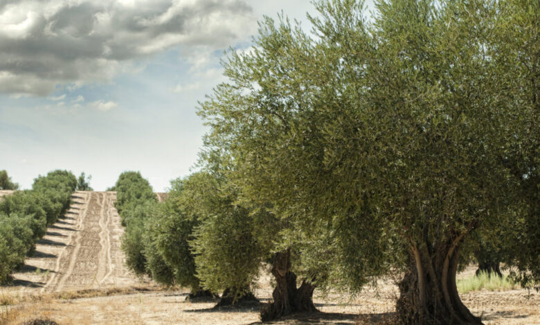 Στήριξη-στον-πρωτογενή-τομέα-με-πάνω-από-160-επενδυτικά-σχέδια-προϋπολογισμού-270-εκατ.-ευρώ
