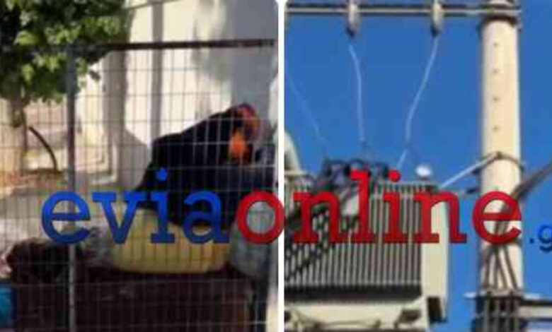 Χαλκίδα:-Έκρηξη-σε-μετασχηματιστή-ρεύματος-άφησε-χωρίς-ηλεκτρισμό-πολλές-περιοχές