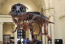 Στο-«σφυρί»-ο-«Γκας»:-Σκελετός-t-rex-μπορεί-να-πωληθεί-έως-και-30-εκατ.-δολάρια
