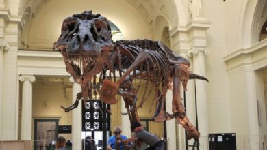 Στο-«σφυρί»-ο-«Γκας»:-Σκελετός-t-rex-μπορεί-να-πωληθεί-έως-και-30-εκατ.-δολάρια