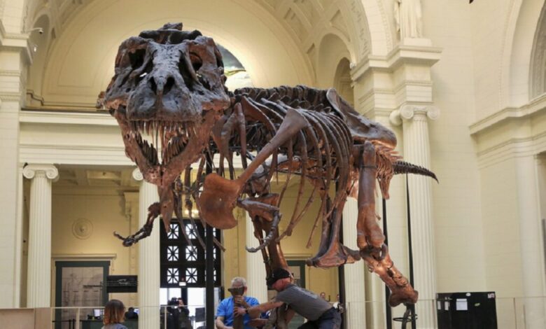 Στο-«σφυρί»-ο-«Γκας»:-Σκελετός-t-rex-μπορεί-να-πωληθεί-έως-και-30-εκατ.-δολάρια