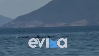 Απίστευτο-θέαμα-στην-Εύβοια-με-κοπάδι-δελφινιών-να-κολυμπά-δίπλα-στον-κόσμο