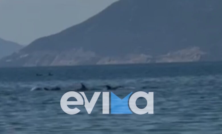 Απίστευτο-θέαμα-στην-Εύβοια-με-κοπάδι-δελφινιών-να-κολυμπά-δίπλα-στον-κόσμο