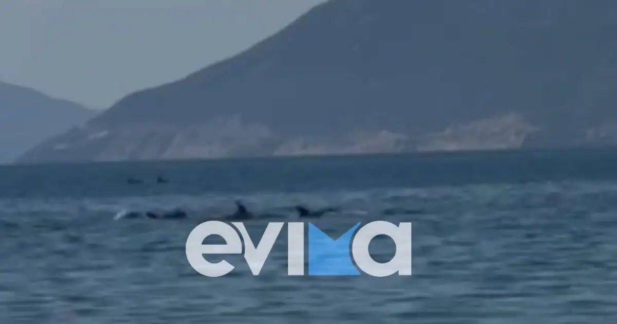 Απίστευτο-θέαμα-στην-Εύβοια-με-κοπάδι-δελφινιών-να-κολυμπά-δίπλα-στον-κόσμο