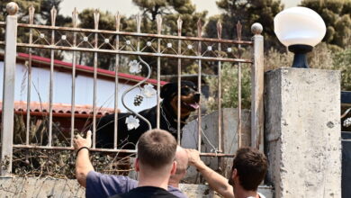 Μάχη-για-να-σωθούν-όσο-περισσότερα-αδέσποτα-ζώα-από-τις-πυρόπληκτες-ζώνες-της-Αττικοβοιωτίας