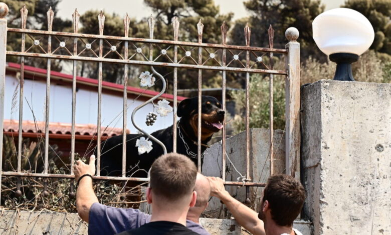 Μάχη-για-να-σωθούν-όσο-περισσότερα-αδέσποτα-ζώα-από-τις-πυρόπληκτες-ζώνες-της-Αττικοβοιωτίας