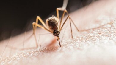 Νοσοκομείο-Τρικάλων:-Δράση-για-τον-Ιό-Δυτικού-Νείλου