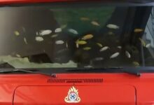 Χανιά:-Πυροσβέστες-μετέτρεψαν-πυροσβεστικό-όχημα-σε-ενυδρείο