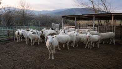 Τρίκαλα:-Νεκρά-πρόβατα-στον-Λόγγο-–-Ανησυχία-στα-χωριά