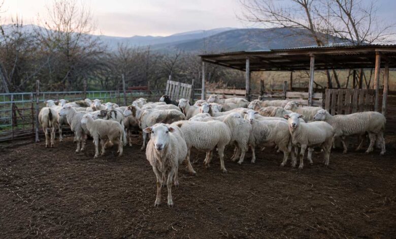 Τρίκαλα:-Νεκρά-πρόβατα-στον-Λόγγο-–-Ανησυχία-στα-χωριά