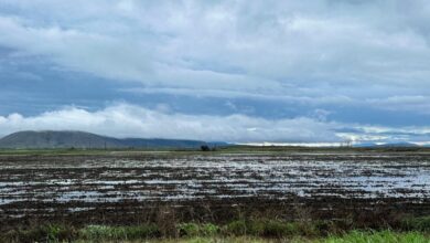 ΕΛΓΑ:-Πληρώθηκαν-6,6-εκατ-ευρώ-σε-5.201-παραγωγούς-για-ζημιές-του-2025