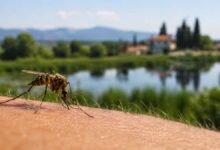 Ιός-Δυτικού-Νείλου:-Κρούσμα-στον-Δήμο-Τρικκαίων-–-14-στη-Θεσσαλία