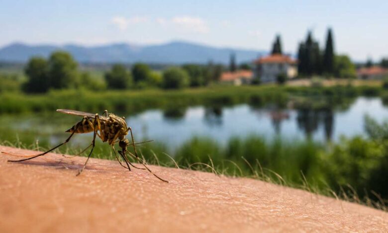 Ιός-Δυτικού-Νείλου:-Κρούσμα-στον-Δήμο-Τρικκαίων-–-14-στη-Θεσσαλία