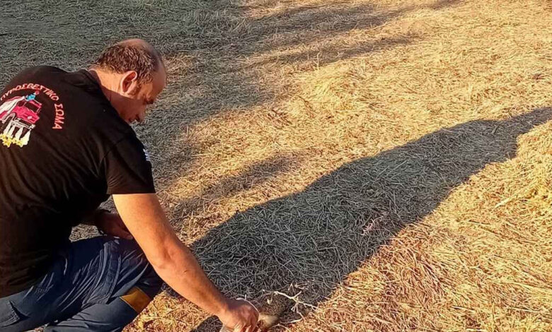 Λήμνος:-Η-πιο-τρυφερή-εικόνα-μετά-τη-μάχη-με-τις-φλόγες-–-Πυροσβέστης-έδωσε-νερό-σε-μικρό-σκαντζόχοιρο