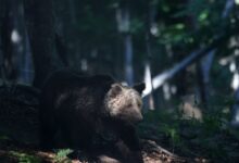 Φρικτός-θάνατος-για-29χρονη-σε-κάμπινγκ-στη-Ρωσία:-Αρκούδα-την-έσυρε-στο-δάσος-και-την-δάγκωσε-μέχρι-θανάτου