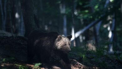 Φρικτός-θάνατος-για-29χρονη-σε-κάμπινγκ-στη-Ρωσία:-Αρκούδα-την-έσυρε-στο-δάσος-και-την-δάγκωσε-μέχρι-θανάτου