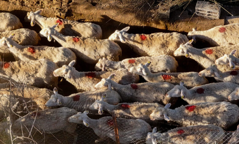 Ευλογιά-αιγοπροβάτων:-Μέχρι-τις-3-Σεπτεμβρίου-τα-προληπτικά-μέτρα-στην-Κρήτη