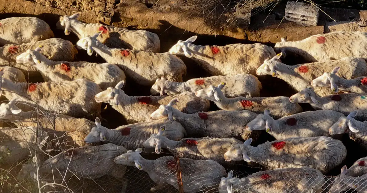 Ευλογιά-αιγοπροβάτων:-Μέχρι-τις-3-Σεπτεμβρίου-τα-προληπτικά-μέτρα-στην-Κρήτη