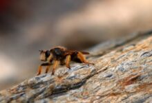 Εύβοια:-64χρονος-έπαθε-αλλεργικό-σοκ-από-τσίμπημα-σφήκας-και-πέθανε