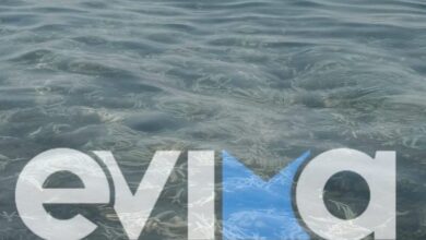 Σοκ-στην-Εύβοια:-Χιλιάδες-πόδια-από-κοτόπουλα-και-γαλοπούλες-ξεβράστηκαν-σε-παραλία