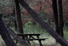 drones-και-σύγχρονους-αισθητήρες-επιστρατεύει-ο-ΔΕΔΔΗΕ-για-την-προστασία-των-δασών