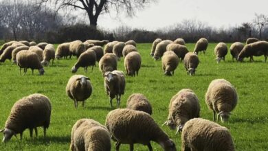 ΥπΑΑΤ:-Στήριξη-άνω-των-7-εκατ.-ευρώ-στη-Λέσβο-για-κτηνοτροφία-και-τυροκομία