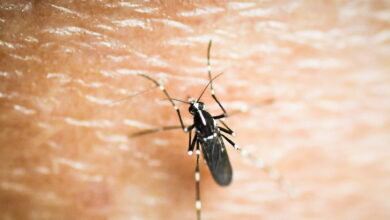 Ιός-Δυτικού-Νείλου:-Πρώτο-εγχώριο-κρούσμα-στην-Κρήτη-–-63χρονη-στη-ΜΕΘ-Ρεθύμνου