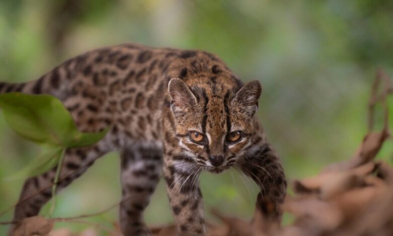 leopardus-tilcay,-το-νέο-είδος-αγριόγατας-στα-δάση-της-Βολιβίας-–-Το-πρώτο-που-ανακαλύπτεται-εδώ-κι-έναν-αιώνα