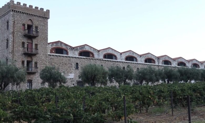 achaia-clauss:-Άνοιξε-τις-πύλες-του-για-τον-«Ανοιχτό-Τρύγο»-14-ημέρες-μετά-την-φωτιά-–-Το-άλογο-και-το-πρώτο-γλυκό-κρασί