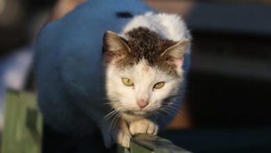 Σοκ-στην-Εύβοια:-Πυροβόλησαν-γάτα-στο-κεφάλι-και-έχασε-την-όραση-της