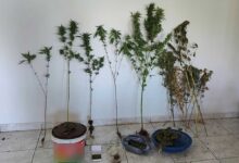 Καρδίτσα:-Συνελήφθη-51χρονος-για-καλλιέργεια-κάνναβης