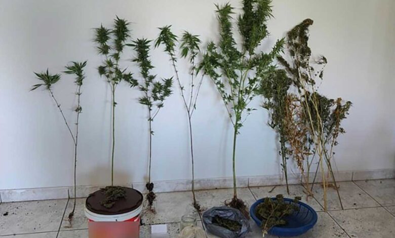 Καρδίτσα:-Συνελήφθη-51χρονος-για-καλλιέργεια-κάνναβης