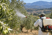 Λάρισα-–-5ος-ψεκασμός-για-τον-δάκο-από-30-Σεπτεμβρίου
