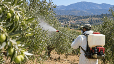 Λάρισα-–-5ος-ψεκασμός-για-τον-δάκο-από-30-Σεπτεμβρίου