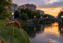 Τρίκαλα:-Στα-5-τα-κρούσματα-του-Δυτικού-Νείλου