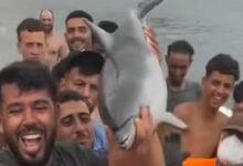 Θέουτα:-Χτύπησαν-μέχρι-θανάτου-μικρό-δελφίνι-και-το-περιέφεραν-σαν-τρόπαιο-–-Το-βίντεο-της-οργής