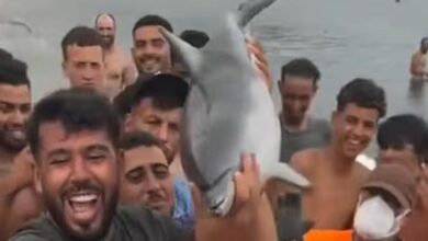 Θέουτα:-Χτύπησαν-μέχρι-θανάτου-μικρό-δελφίνι-και-το-περιέφεραν-σαν-τρόπαιο-–-Το-βίντεο-της-οργής