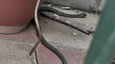 Λιμνόφιδο-έκοβε-βόλτες-στα-Εξάρχεια-–-«Δεν-είναι-η-πρώτη-φορά-που-εντοπίζεται-φίδι-στην-περιοχή»-αναφέρει-η-ΑΝΙΜΑ