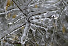 Κρατική-στήριξη-50-εκατ.-ευρώ-σε-πληγέντες-αγρότες-από-τον-παγετό-–-Ποιες-καλλιέργειες-εντάσσονται-στα-Τρίκαλα