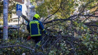 Τραγωδία-στην-Χαλκιδική:-Δέντρο-καταπλάκωσε-και-σκότωσε-65χρονο