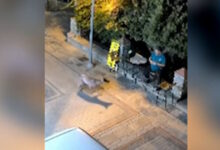 Χαλκιδική:-Λύκος-«κόβει»-βόλτες-δίπλα-σε-κάτοικο-στη-Νικήτη-–-Ανησυχία-στην-τοπική-κοινωνία