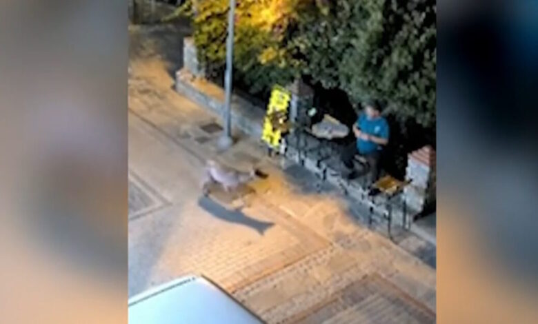 Χαλκιδική:-Λύκος-«κόβει»-βόλτες-δίπλα-σε-κάτοικο-στη-Νικήτη-–-Ανησυχία-στην-τοπική-κοινωνία