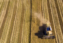 Μειώθηκε-έως-29%-η-καλλιέργεια-ρυζιού-στη-Βόρεια-Ελλάδα-–-Σε-1,7-εκατ.-τόνους-οι-εισαγωγές-στην-ΕΕ